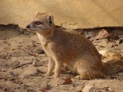 Image of Yellow Mongoose