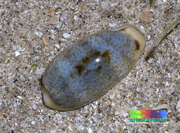 Image of mistaken cowrie