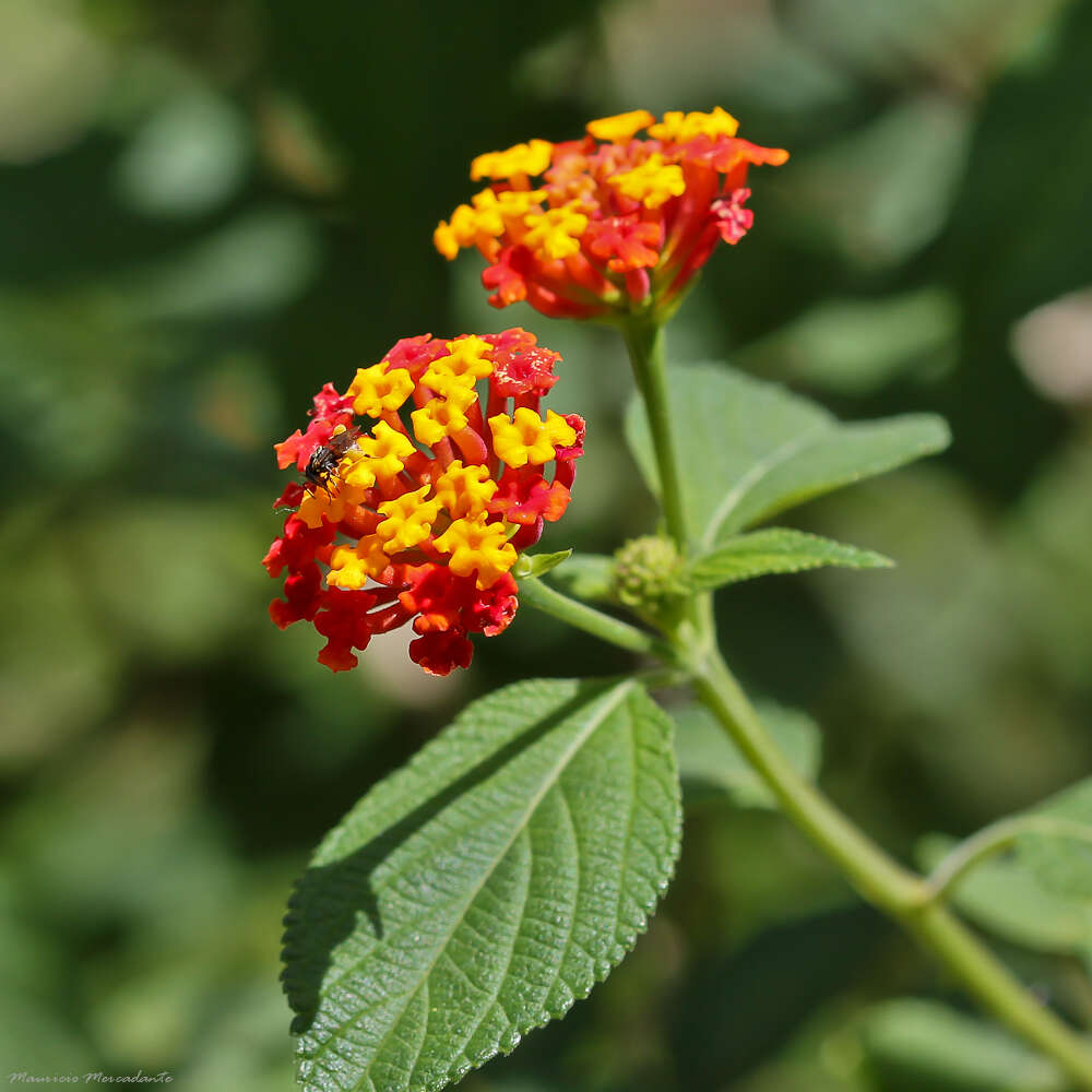 Image of lantana