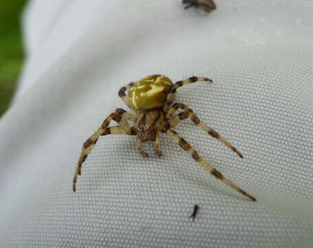 Image of Araneus quadratus Clerck 1757