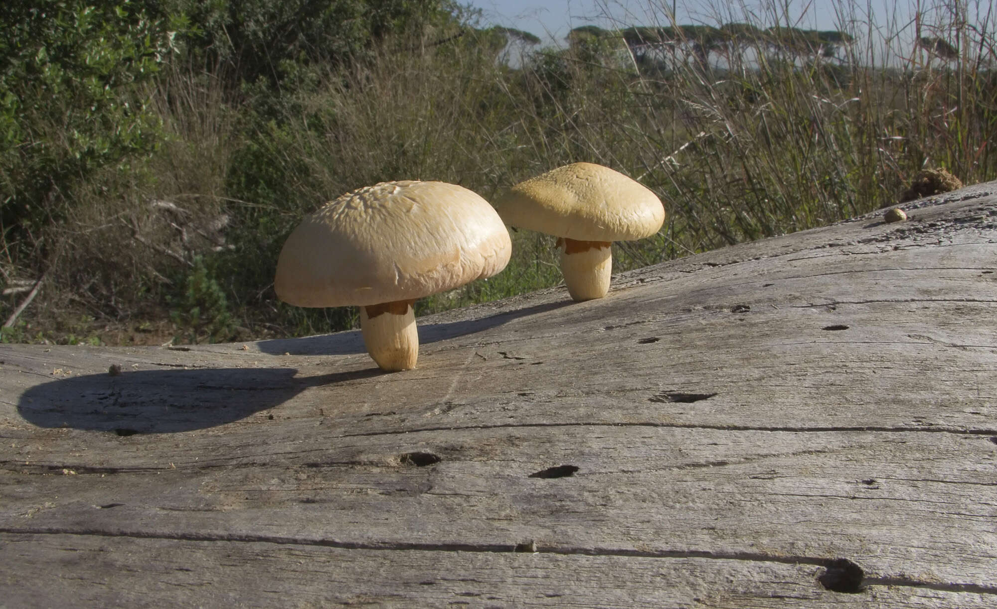 Image of Gymnopilus