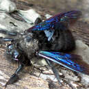 Image of Carpenter bee