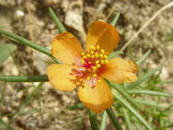 Image of shrubby purslane