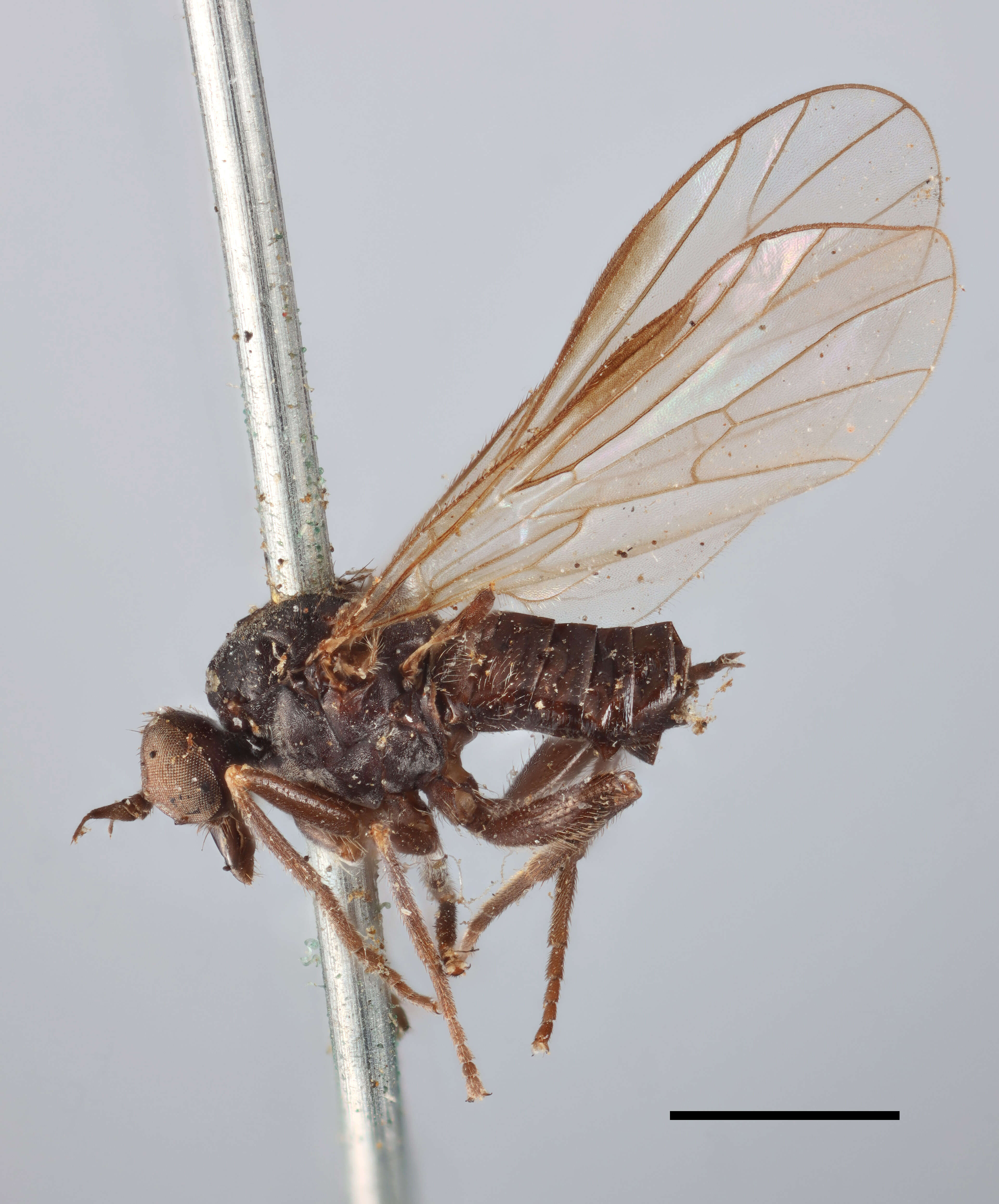 Image of Balloon Flies