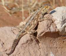 Image of Scortecci's Agama