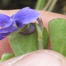 Image of Viola eminii (Engl.) Fries