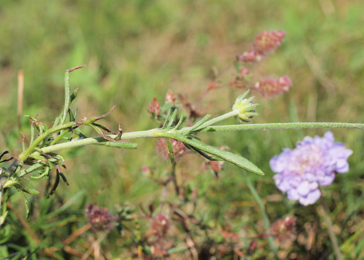 Image of Pincushion Flowers