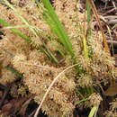 Image of Lomandra multiflora subsp. multiflora