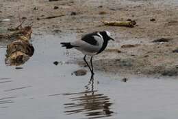 Image of Lapwing