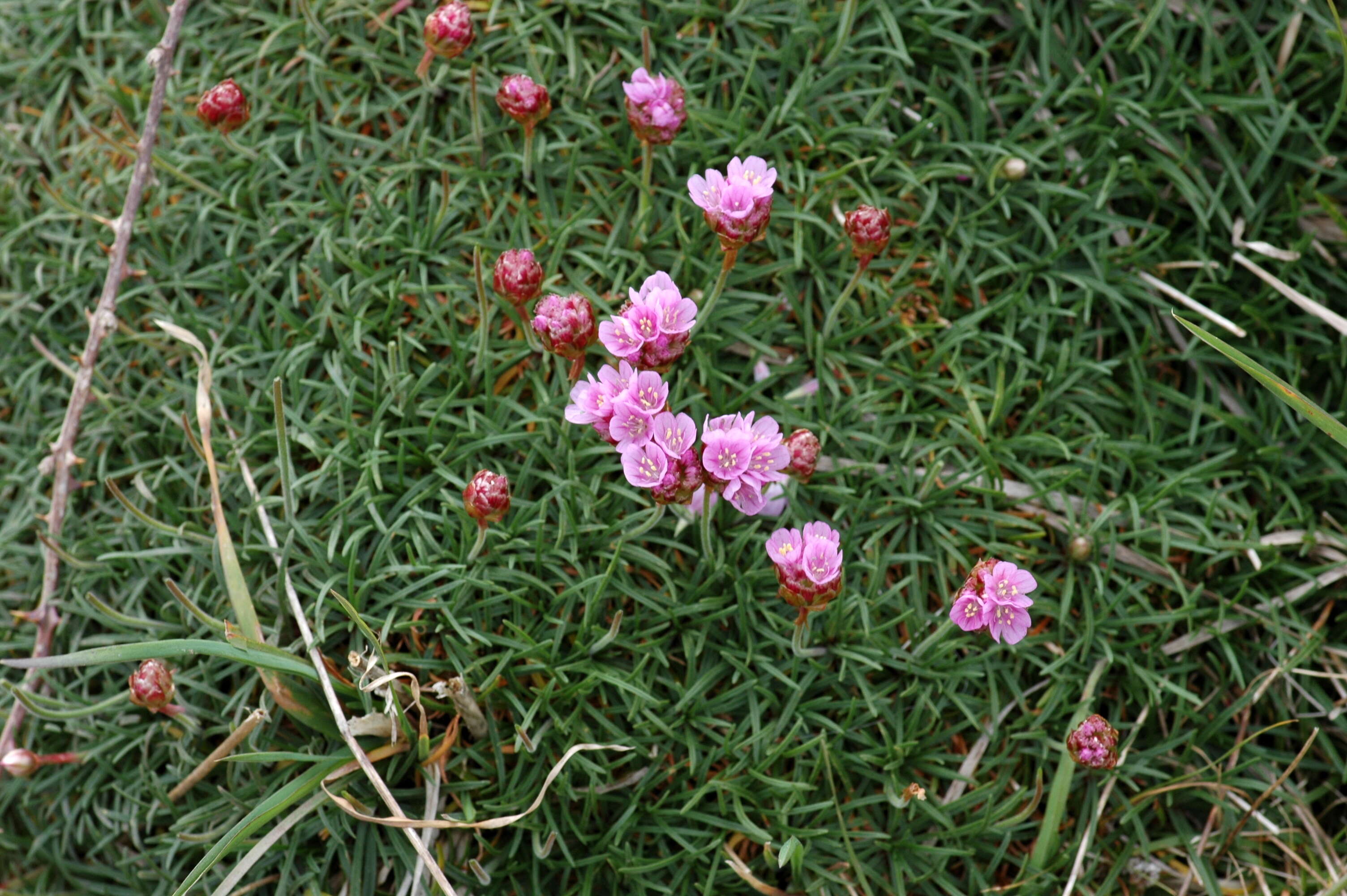 Image of Sea Pinks