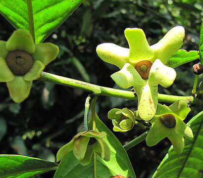 Image of Guatteria amplifolia Triana & Planch.