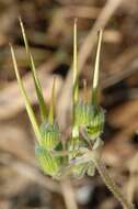 Image of Erodium chium (Burm. fil.) Willd.