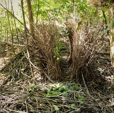 Image of Fawn-breasted Bowerbird