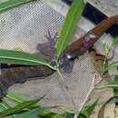 Image of Marbled gecko