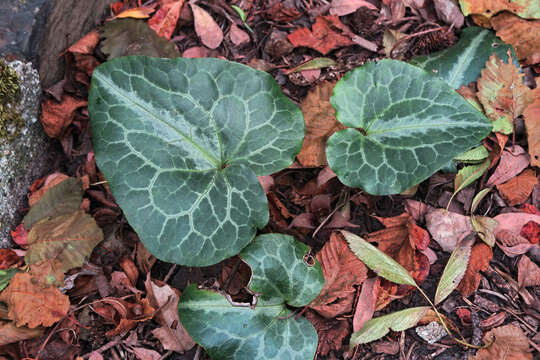 Image of Wild ginger