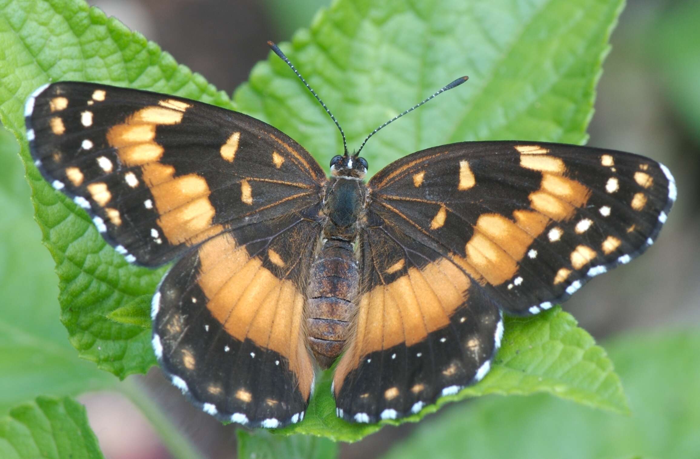 Image of Bordered Patch