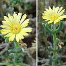 Plancia ëd Malephora crassa (L. Bol.) Jacobsen & Schwant.