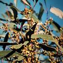 Plancia ëd Eucalyptus oleosa subsp. oleosa