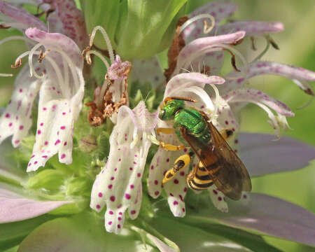 Imagem de Agapostemon splendens (Lepeletier 1841)