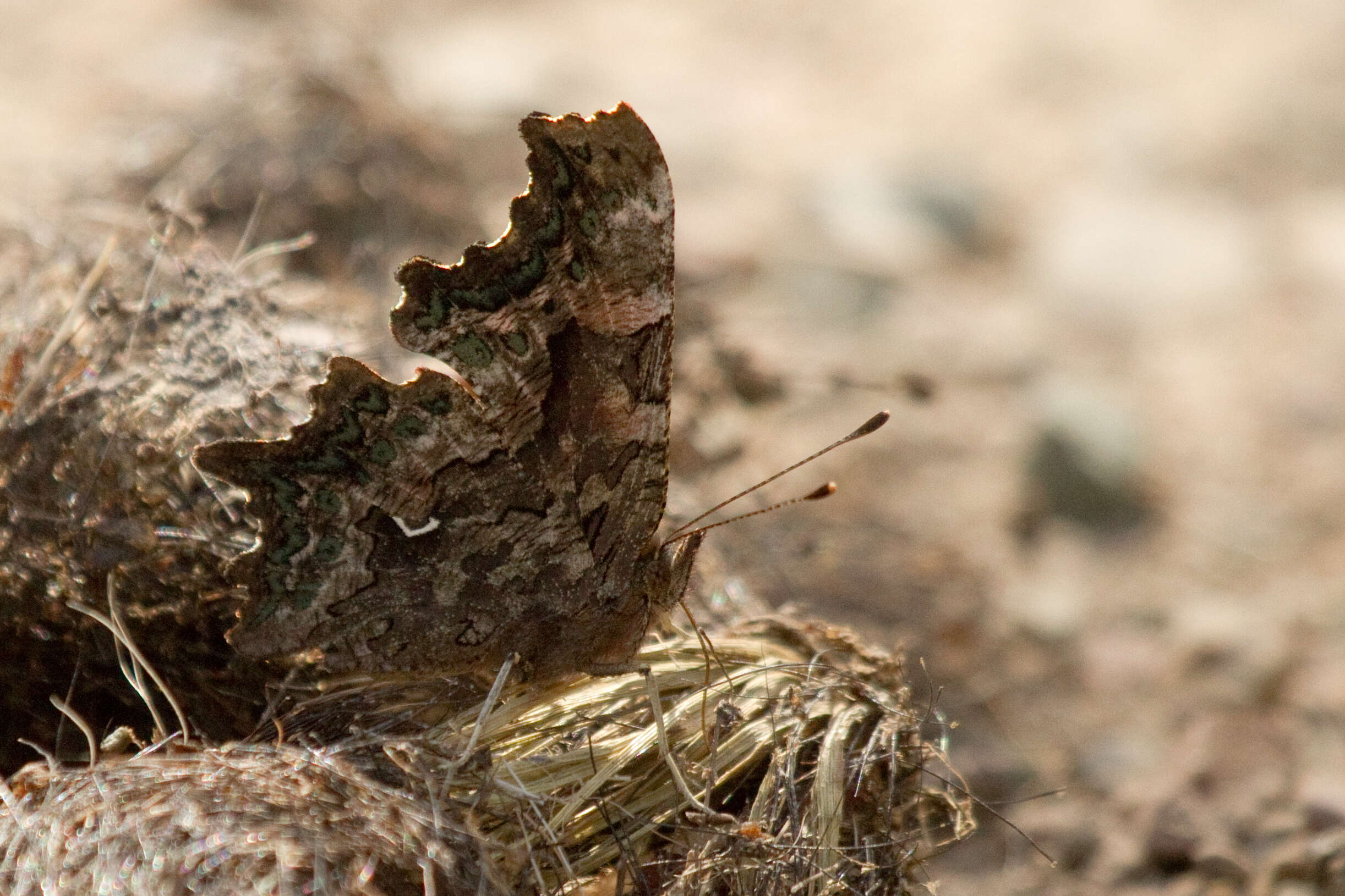 Слика од Polygonia faunus Edwards 1862