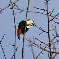 Image de Toucan ariel