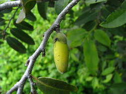 Imagem de Diospyros sandwicensis (A. DC.) Fosberg