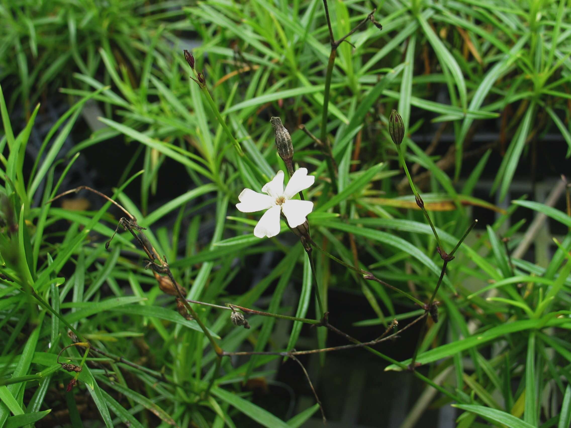 Image of cliffface catchfly