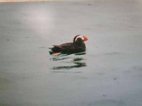 Image of Tufted Puffin