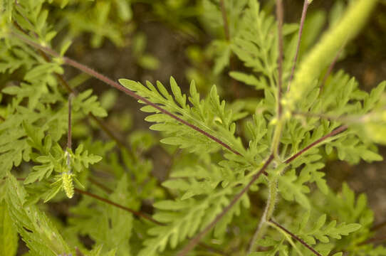 Image of annual ragweed