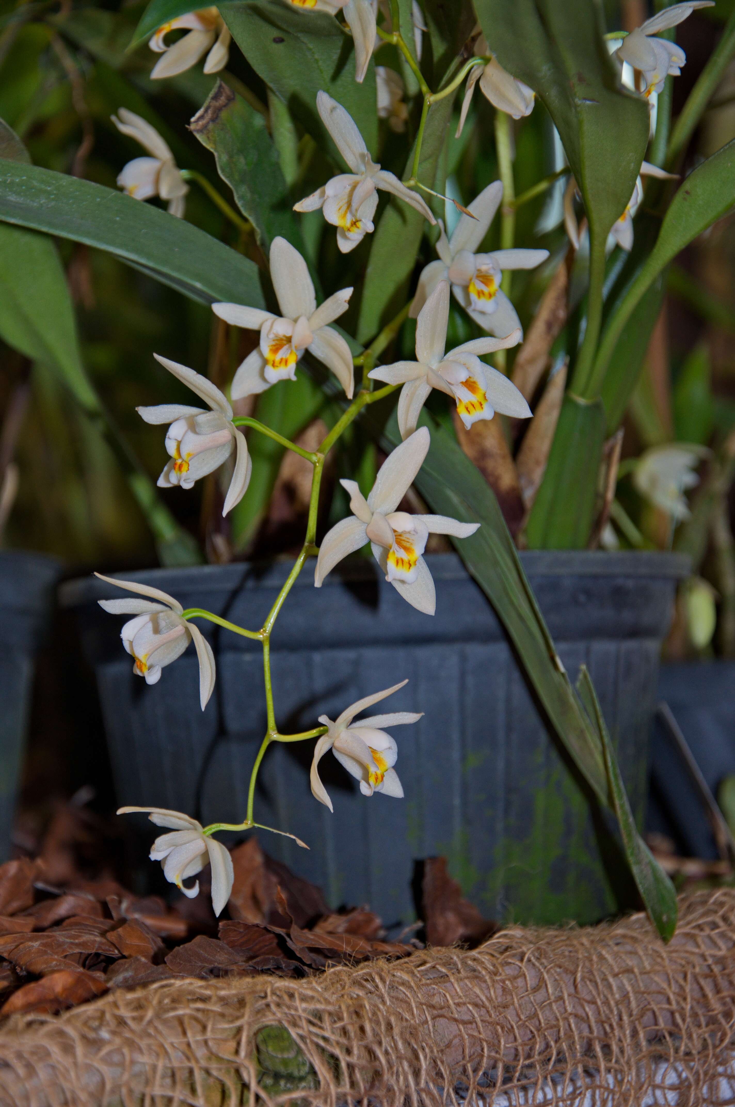 Image of Coelogyne asperata Lindl.