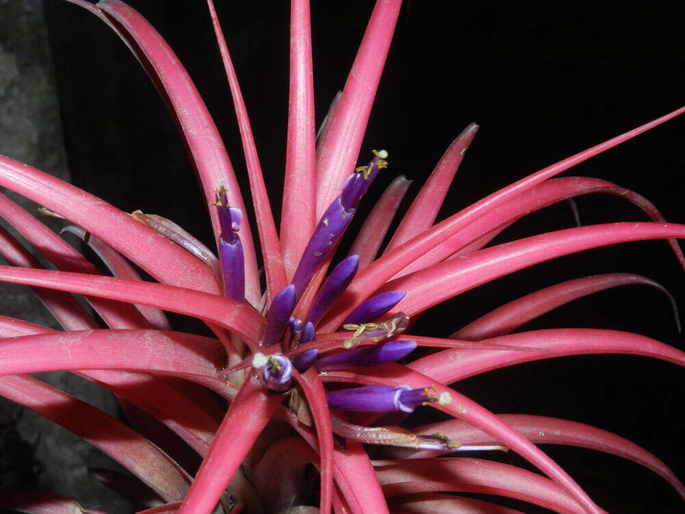 Imagem de Tillandsia brachycaulos Schltdl.