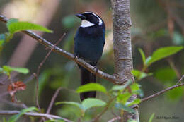 Image of White-throated Jay