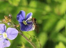 Image of hoverfly