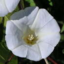 Image de Calystegia sepium subsp. sepium