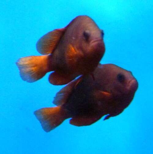 Image of Red saddleback anemonefish