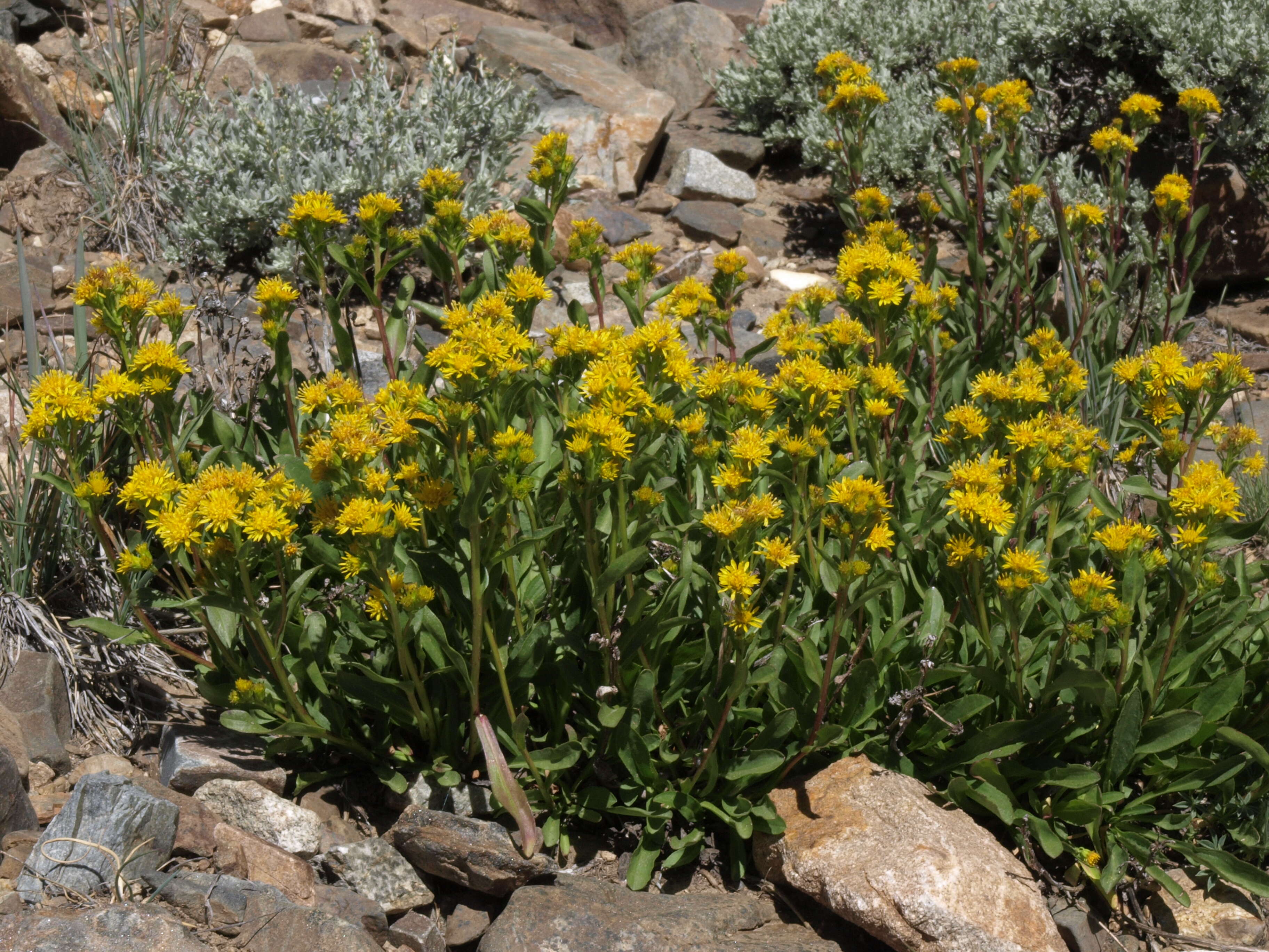 Image of goldenrod