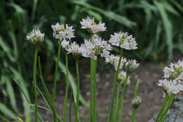 Image of redskin onion