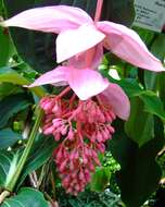 Image of medinilla