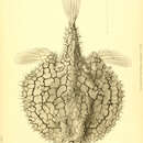 Image of Halieutaea retifera Gilbert 1905