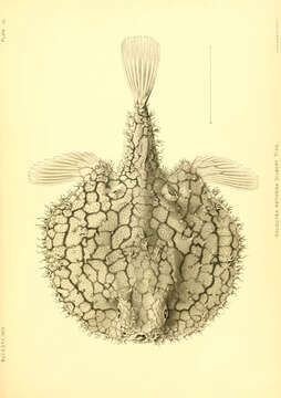 Image of Halieutaea