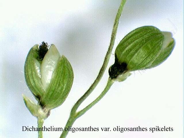Imagem de Panicum oligosanthes Schult.