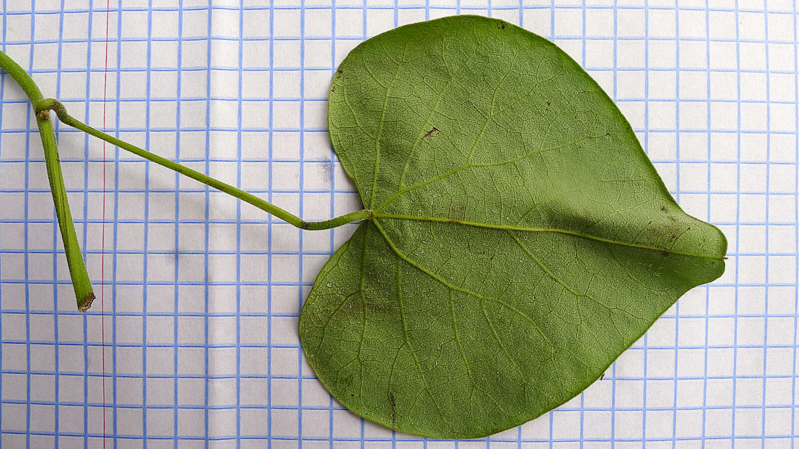 Image of Cissampelos andromorpha DC.