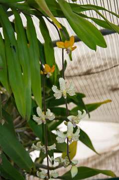 Dimorphorchis rossii Fowlie的圖片