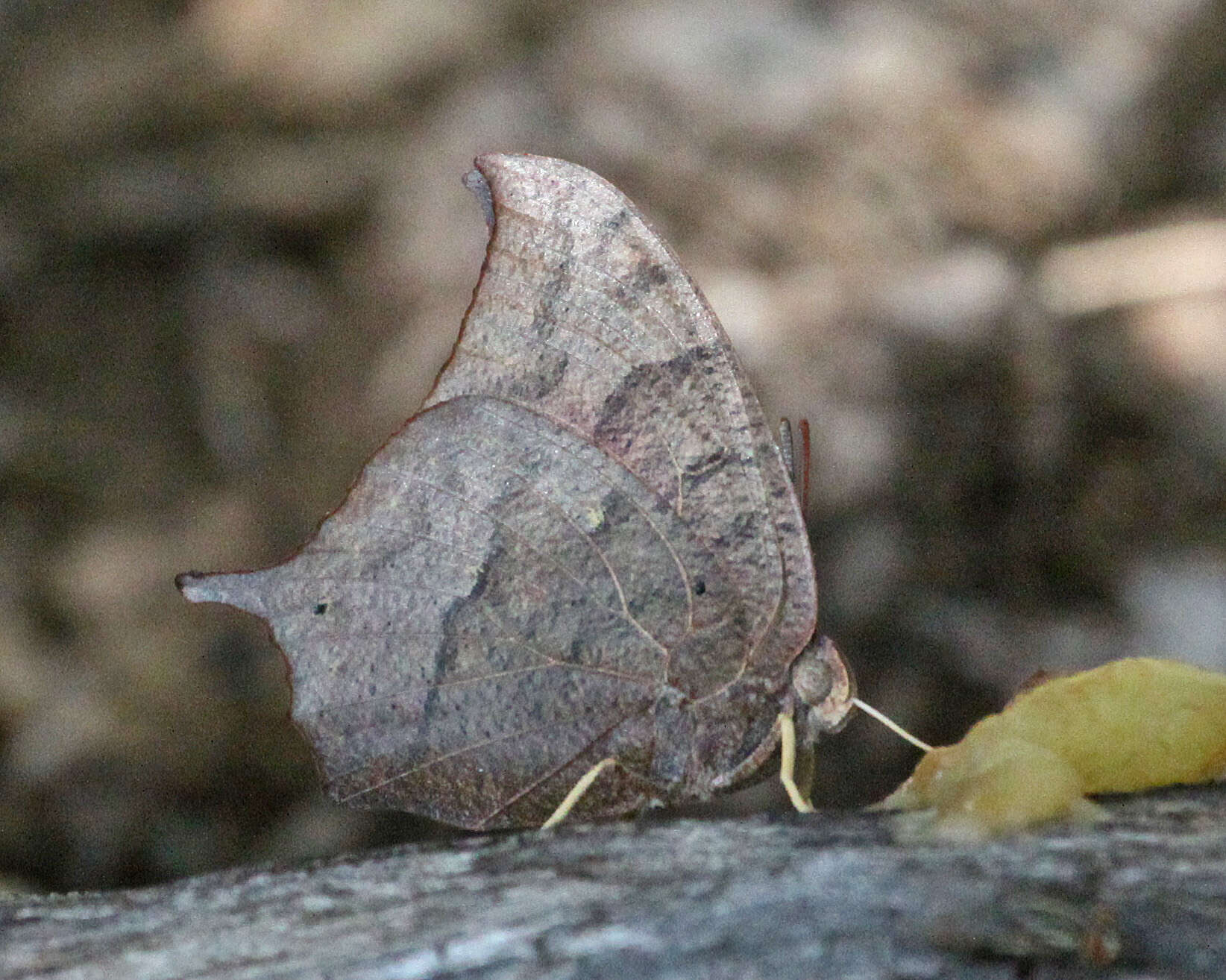 Image of Leafwings