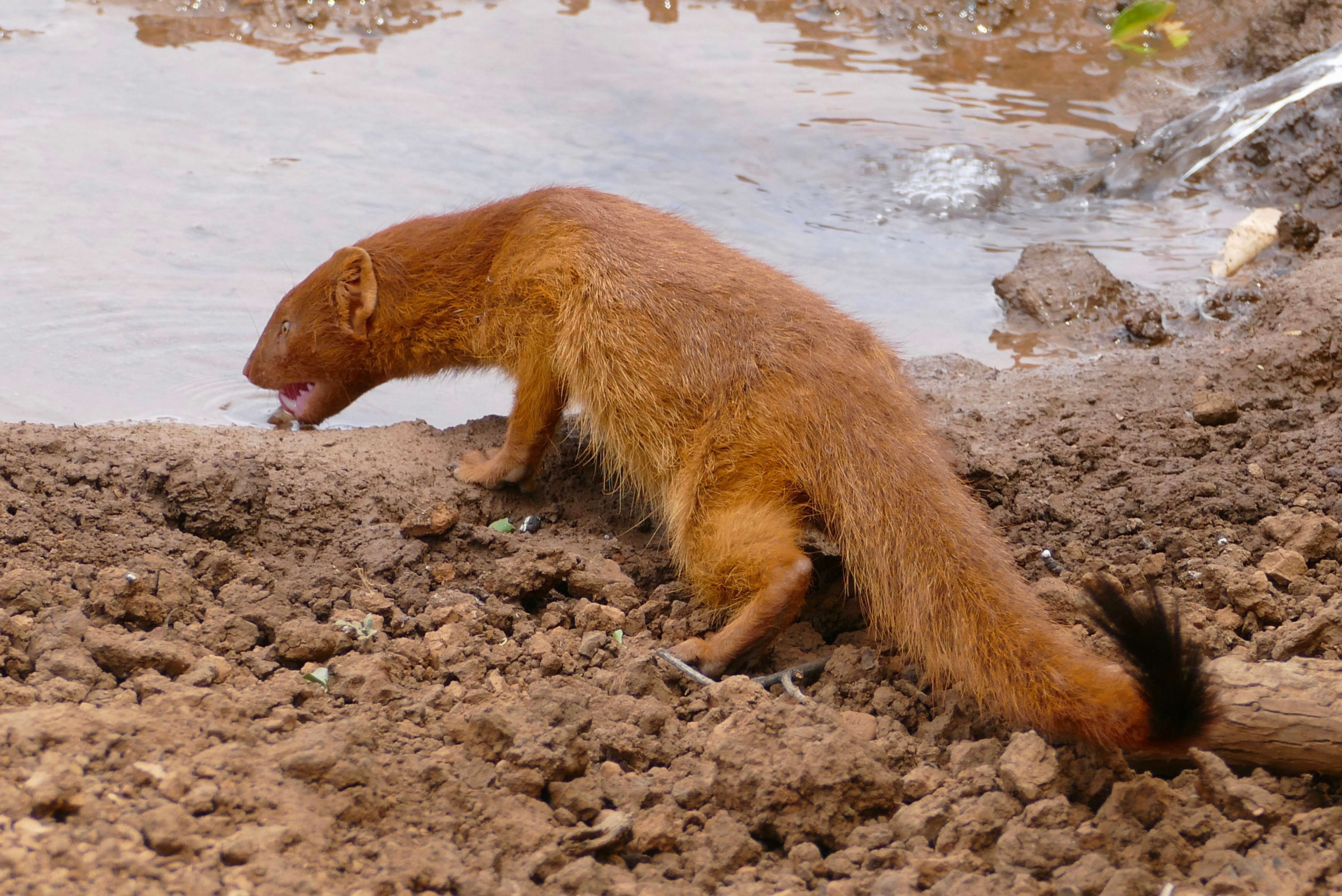 Image of Slender Mongooses