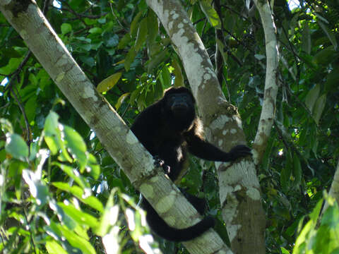 Image of Howler Monkeys