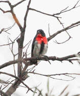 Image of Mistletoebird