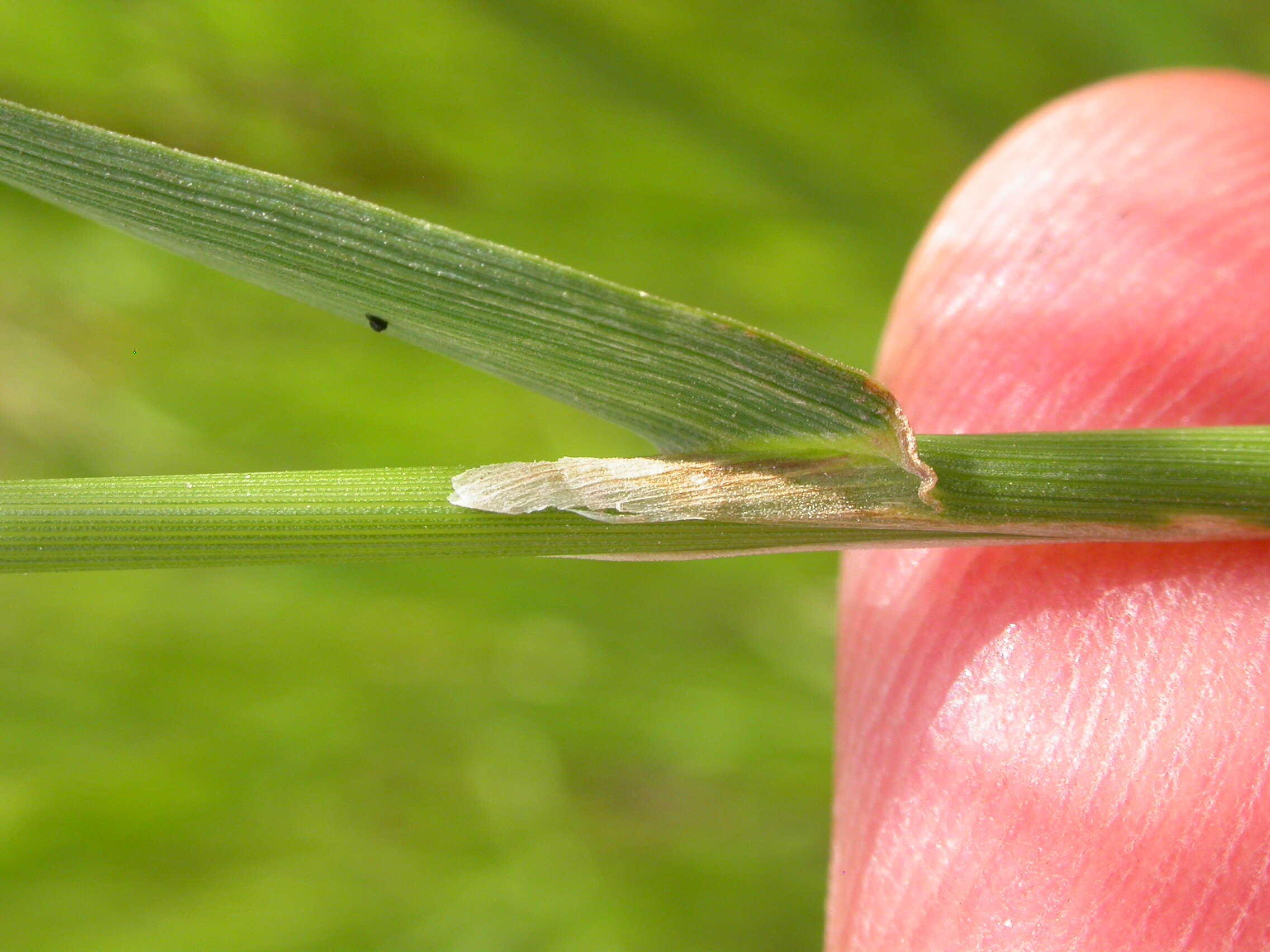 Image of bentgrass