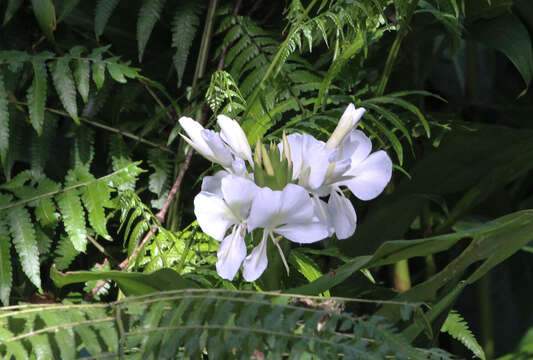 Imagem de Hedychium coronarium J. Koenig