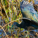 Image of Green Ibis